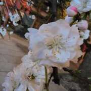 ヒメ日記 2026/03/25 11:09 投稿 りさ 奥様プリモ