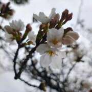 ヒメ日記 2026/03/26 11:19 投稿 りさ 奥様プリモ