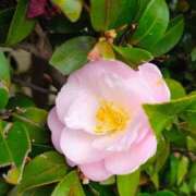 ヒメ日記 2026/03/26 12:09 投稿 りさ 奥様プリモ