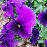 ヒメ日記 2026/03/27 10:19 投稿 りさ 奥様プリモ