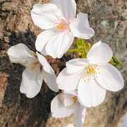 ヒメ日記 2026/03/30 10:19 投稿 りさ 奥様プリモ