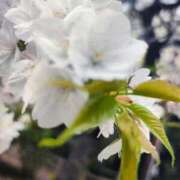 ヒメ日記 2026/03/30 13:19 投稿 りさ 奥様プリモ