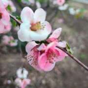 ヒメ日記 2026/03/30 14:09 投稿 りさ 奥様プリモ