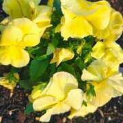 ヒメ日記 2026/03/31 10:19 投稿 りさ 奥様プリモ