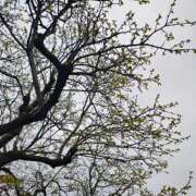 ヒメ日記 2026/04/01 10:09 投稿 りさ 奥様プリモ