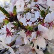 ヒメ日記 2026/04/01 11:19 投稿 りさ 奥様プリモ