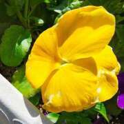 ヒメ日記 2026/04/03 12:13 投稿 りさ 奥様プリモ