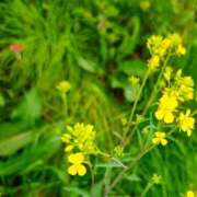 ヒメ日記 2026/04/03 13:19 投稿 りさ 奥様プリモ