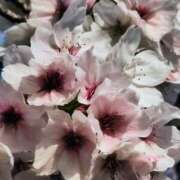 ヒメ日記 2026/04/03 15:09 投稿 りさ 奥様プリモ