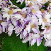 ヒメ日記 2026/04/03 16:19 投稿 りさ 奥様プリモ