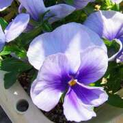 ヒメ日記 2026/04/04 11:09 投稿 りさ 奥様プリモ