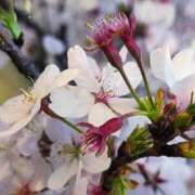 ヒメ日記 2026/04/04 13:19 投稿 りさ 奥様プリモ