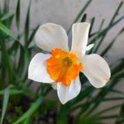 ヒメ日記 2026/04/05 10:19 投稿 りさ 奥様プリモ