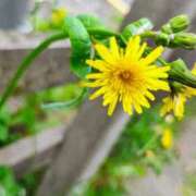 ヒメ日記 2026/04/05 11:09 投稿 りさ 奥様プリモ