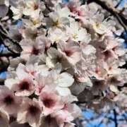 ヒメ日記 2026/04/05 12:09 投稿 りさ 奥様プリモ