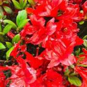 ヒメ日記 2026/04/06 11:09 投稿 りさ 奥様プリモ