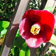 ヒメ日記 2026/04/06 13:09 投稿 りさ 奥様プリモ