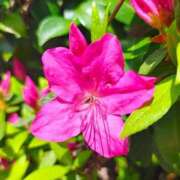 ヒメ日記 2026/04/07 11:19 投稿 りさ 奥様プリモ