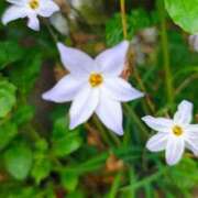 ヒメ日記 2026/04/07 13:19 投稿 りさ 奥様プリモ