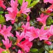 ヒメ日記 2026/04/07 15:09 投稿 りさ 奥様プリモ