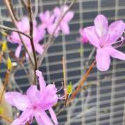 ヒメ日記 2026/04/08 11:19 投稿 りさ 奥様プリモ