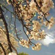 ヒメ日記 2026/04/08 13:16 投稿 りさ 奥様プリモ