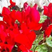 ヒメ日記 2026/04/09 09:19 投稿 りさ 奥様プリモ