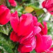 ヒメ日記 2026/04/10 15:19 投稿 りさ 奥様プリモ