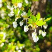 ヒメ日記 2026/04/12 10:19 投稿 りさ 奥様プリモ