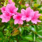 ヒメ日記 2026/04/12 11:09 投稿 りさ 奥様プリモ