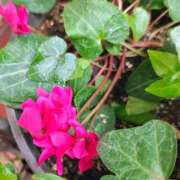 ヒメ日記 2026/04/13 11:09 投稿 りさ 奥様プリモ