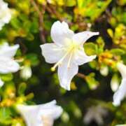 ヒメ日記 2026/04/13 14:39 投稿 りさ 奥様プリモ