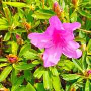 ヒメ日記 2026/04/13 16:19 投稿 りさ 奥様プリモ