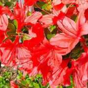 ヒメ日記 2026/04/15 13:19 投稿 りさ 奥様プリモ