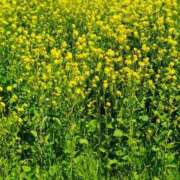 ヒメ日記 2026/04/16 11:20 投稿 りさ 奥様プリモ