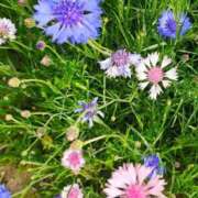 ヒメ日記 2026/04/16 15:10 投稿 りさ 奥様プリモ