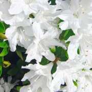 ヒメ日記 2026/04/18 10:09 投稿 りさ 奥様プリモ