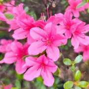 ヒメ日記 2026/04/18 13:19 投稿 りさ 奥様プリモ