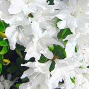 ヒメ日記 2026/04/22 16:13 投稿 りさ 奥様プリモ