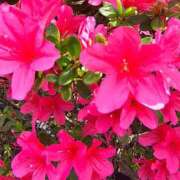 ヒメ日記 2026/04/23 13:09 投稿 りさ 奥様プリモ