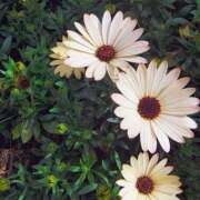 ヒメ日記 2026/04/24 10:19 投稿 りさ 奥様プリモ