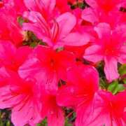 ヒメ日記 2026/04/25 16:09 投稿 りさ 奥様プリモ