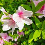 ヒメ日記 2026/04/26 10:29 投稿 りさ 奥様プリモ