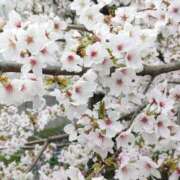 ヒメ日記 2026/03/30 12:35 投稿 白(ましろ) 人妻城 横浜本店