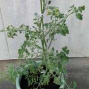 ヒメ日記 2025/07/05 13:59 投稿 石田ゆり(いしだゆり) 九州熟女　熊本店