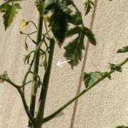 ヒメ日記 2025/07/07 11:49 投稿 石田ゆり(いしだゆり) 九州熟女　熊本店