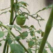 ヒメ日記 2025/07/20 09:07 投稿 石田ゆり(いしだゆり) 九州熟女　熊本店