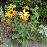 ヒメ日記 2025/07/27 12:19 投稿 石田ゆり(いしだゆり) 九州熟女　熊本店