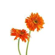 ヒメ日記 2025/08/26 10:19 投稿 石田ゆり(いしだゆり) 九州熟女　熊本店