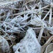 ヒメ日記 2026/01/09 17:59 投稿 石田ゆり(いしだゆり) 九州熟女　熊本店